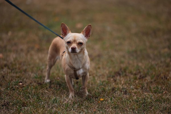 The Timeless Evolution of British Women's Fashion Through the Decades